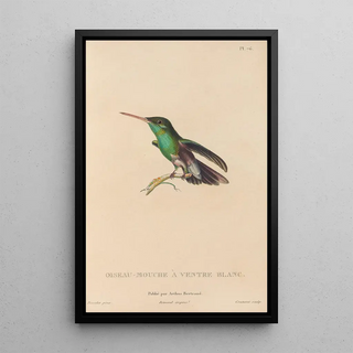 RenPrimevre Lesson - Histoire naturelle des oiseauxmouches Pl77.webp