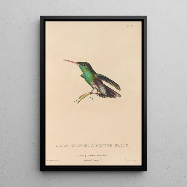 Histoire naturelle des oiseaux-mouches Pl77 - René Primevère Lesson — quadro incorniciato alla parete