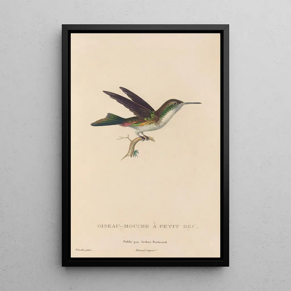 Histoire naturelle des oiseaux-mouches Pl78 - René Primevère Lesson — quadro incorniciato alla parete