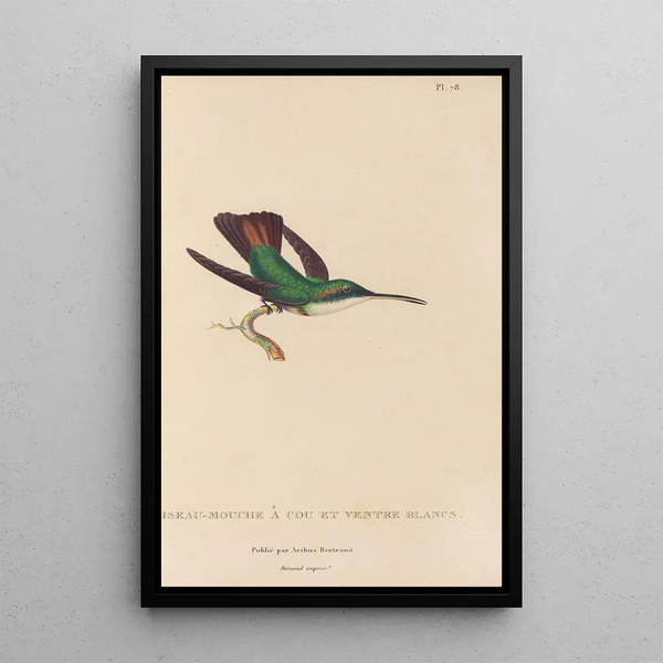 Histoire naturelle des oiseaux-mouches Pl79 - René Primevère Lesson — quadro incorniciato alla parete