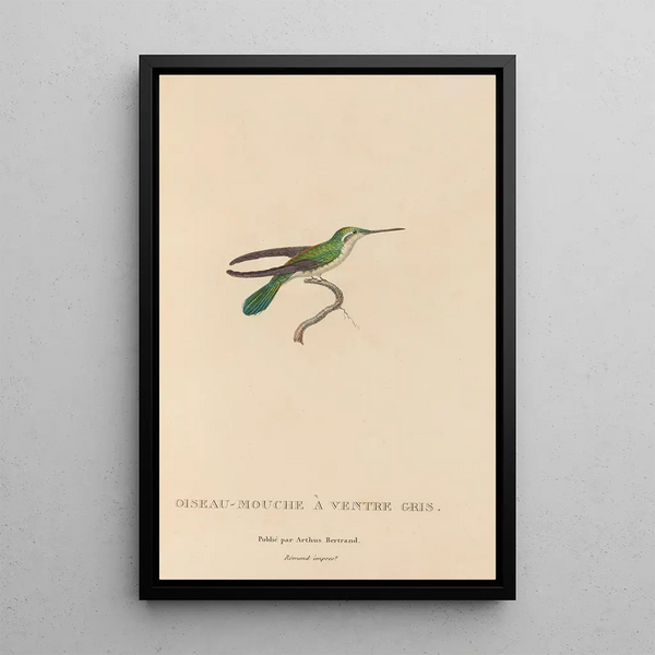 Histoire naturelle des oiseaux-mouches Pl80 - René Primevère Lesson — quadro incorniciato alla parete
