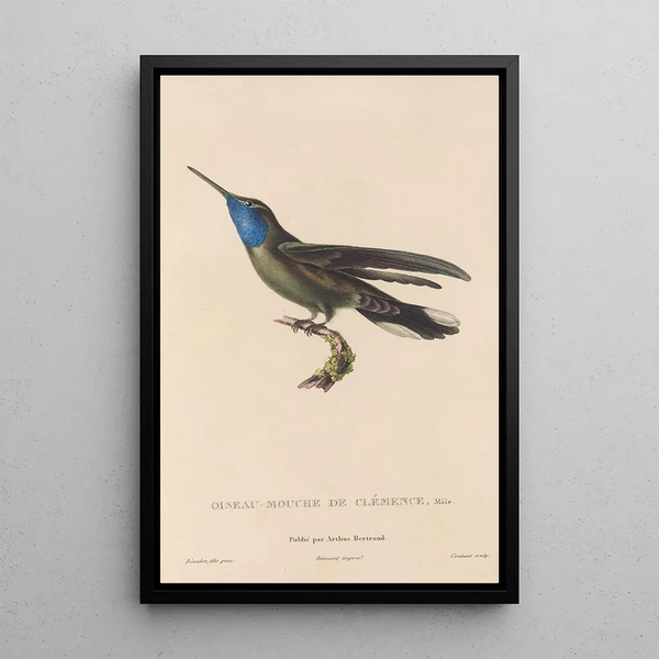 Histoire naturelle des oiseaux-mouches Pl81 - René Primevère Lesson — quadro incorniciato alla parete