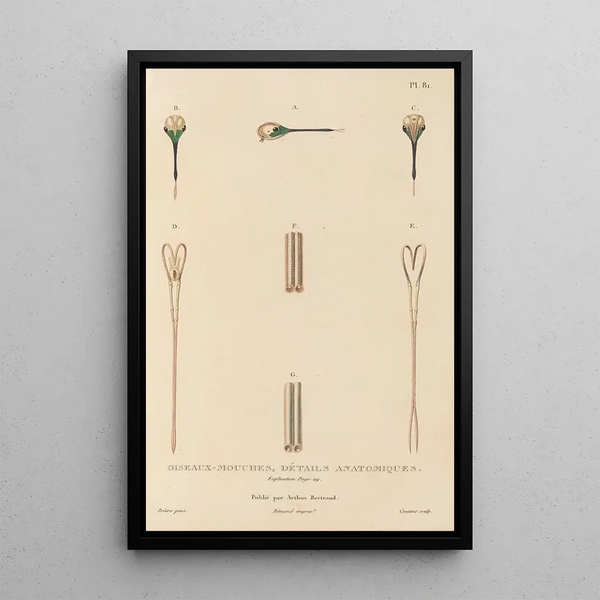 Histoire naturelle des oiseaux-mouches Pl82 - René Primevère Lesson — quadro incorniciato alla parete