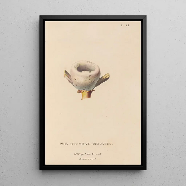 Histoire naturelle des oiseaux-mouches Pl84 - René Primevère Lesson — quadro incorniciato alla parete