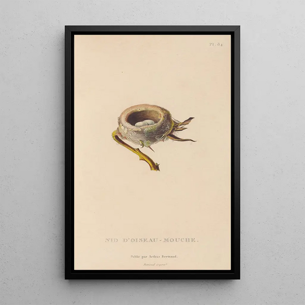 Histoire naturelle des oiseaux-mouches Pl85 - René Primevère Lesson — quadro incorniciato alla parete