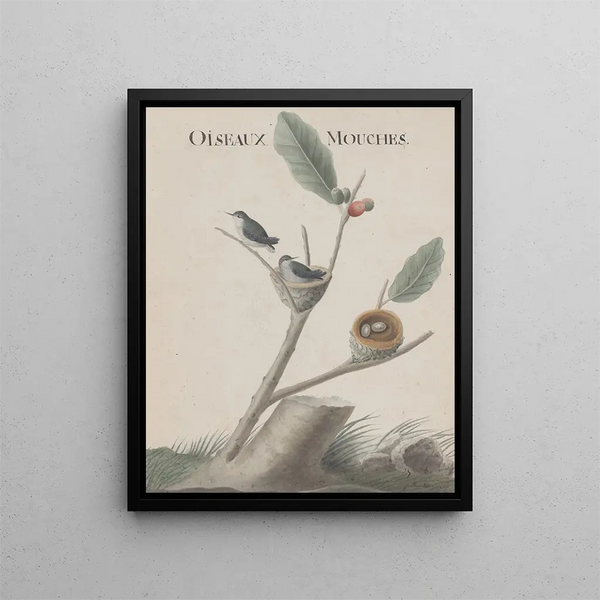 Ren de Rabi - Natural history of Saint Domingue Pl001.webp