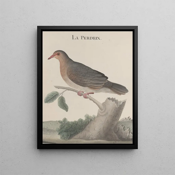 Ren de Rabi - Natural history of Saint Domingue Pl022.webp