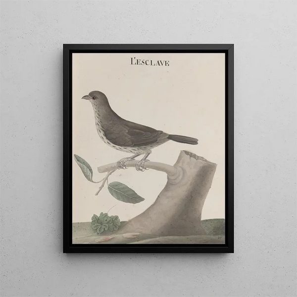 Ren de Rabi - Natural history of Saint Domingue Pl030.webp