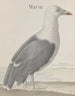 Storia naturale di Saint-Domingue Pl037 - René de Rabi — vista dell’opera