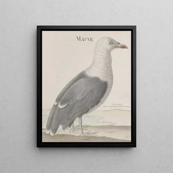 Ren de Rabi - Natural history of Saint Domingue Pl037.webp
