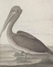 Storia naturale di Saint-Domingue Pl040 - René de Rabi — vista dell’opera