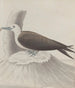 Storia naturale di Saint-Domingue Pl041 - René de Rabi — vista dell’opera