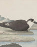 Storia naturale di Saint-Domingue Pl042 - René de Rabi — vista dell’opera