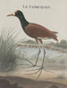 Storia naturale di Saint-Domingue Pl044 - René de Rabi — vista dell’opera