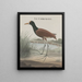 Storia naturale di Saint-Domingue Pl044 - René de Rabi — quadro incorniciato alla parete