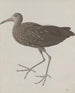 Storia naturale di Saint-Domingue Pl045 - René de Rabi — vista dell’opera