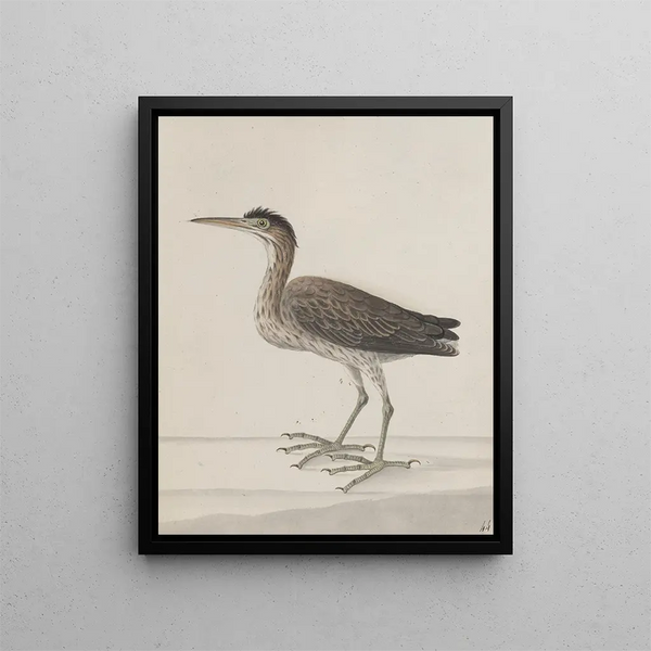 Ren de Rabi - Natural history of Saint Domingue Pl046.webp