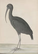 Histoire naturelle de Saint-Domingue Pl048 - René de Rabi — vista dell’opera