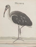 Storia naturale di Saint-Domingue Pl049 - René de Rabi — vista dell’opera