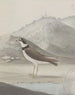 Storia naturale di Saint-Domingue Pl050 - René de Rabi — vista dell’opera
