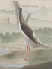Storia naturale di Saint-Domingue Pl052 - René de Rabi — vista dell’opera