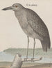 Storia naturale di Saint-Domingue Pl053 - René de Rabi — vista dell’opera