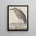 Storia naturale di Saint-Domingue Pl053 - René de Rabi — quadro incorniciato alla parete