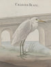 Storia naturale di Saint-Domingue Pl054 - René de Rabi — vista dell’opera