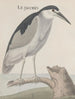 Storia naturale di Saint-Domingue Pl057 - René de Rabi — vista dell’opera