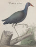 Storia naturale di Saint-Domingue Pl058 - René de Rabi — vista dell’opera