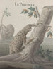 Storia naturale di Saint-Domingue Pl059 - René de Rabi — vista dell’opera