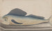 Storia naturale di Saint-Domingue Pl060 - René de Rabi — vista dell’opera