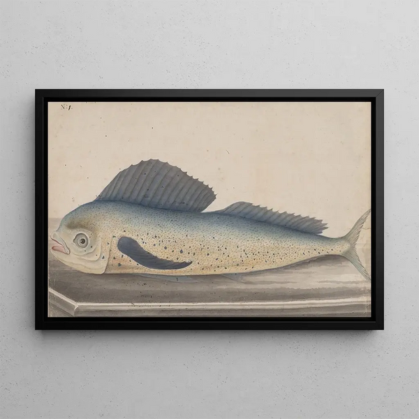 Storia naturale di Saint-Domingue Pl060 - René de Rabi — quadro incorniciato alla parete