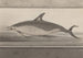 Storia naturale di Saint-Domingue Pl062 - René de Rabi — vista dell’opera