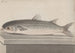 Storia naturale di Saint-Domingue Pl069 - René de Rabi — vista dell’opera