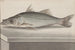 Storia naturale di Saint-Domingue Pl. 070 - René de Rabi — vista dell’opera