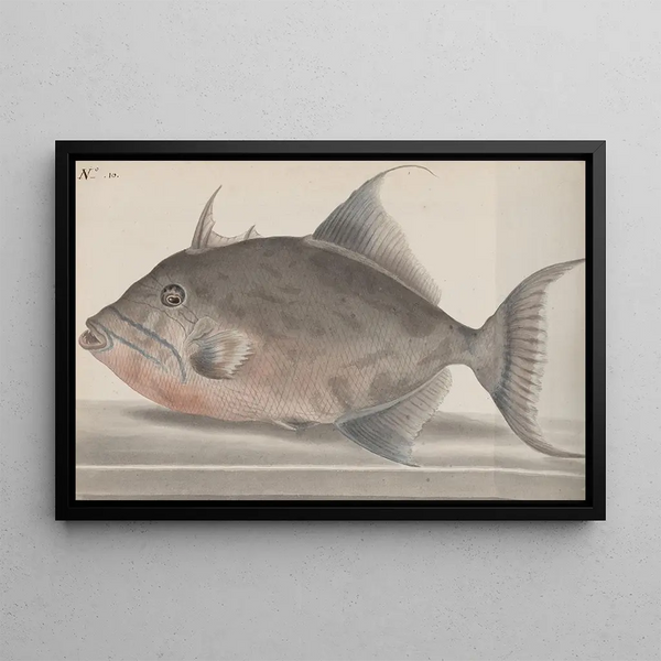 Storia naturale di Saint-Domingue Pl071 - René de Rabi — quadro incorniciato alla parete