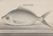 Histoire naturelle de Saint-Domingue Pl. 072 - René de Rabi — vista dell’opera