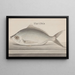 Histoire naturelle de Saint-Domingue Pl. 072 - René de Rabi — quadro incorniciato alla parete