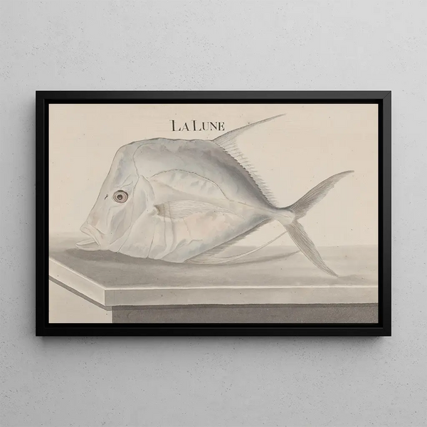 Ren de Rabi - Natural history of Saint Domingue Pl073.webp