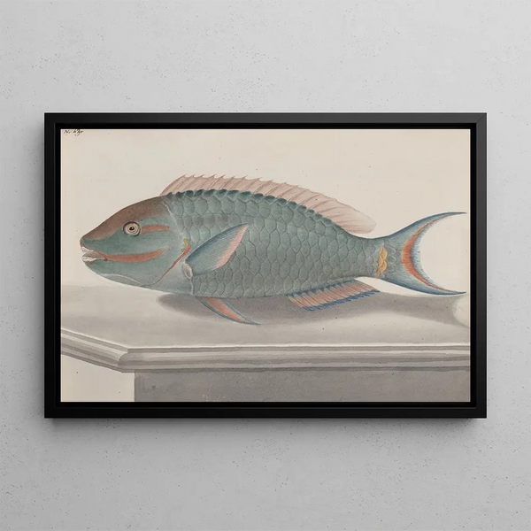 Storia naturale di Saint-Domingue Pl075 - René de Rabi — quadro incorniciato alla parete