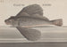 Histoire Naturelle de Saint-Domingue Pl076 - René de Rabi — vista dell’opera