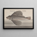 Histoire Naturelle de Saint-Domingue Pl076 - René de Rabi — quadro incorniciato alla parete