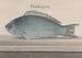 Storia naturale di Saint-Domingue Pl077 - René de Rabi — vista dell’opera