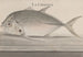 Storia naturale di Saint-Domingue Pl078 - René de Rabi — vista dell’opera