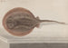 Storia naturale di Saint-Domingue Pl080 - René de Rabi — vista dell’opera