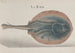 Storia naturale di Saint-Domingue Pl081 - René de Rabi — vista dell’opera