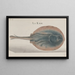Storia naturale di Saint-Domingue Pl081 - René de Rabi — quadro incorniciato alla parete