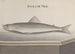 Histoire Naturelle de Saint-Domingue Pl093 - René de Rabi — vista dell’opera