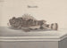 Storia naturale di Saint-Domingue Pl094 - René de Rabi — vista dell’opera